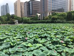 -黄兴公园