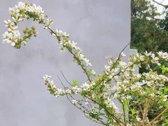 -8PINTS八品脱·日料·烧鸟·精酿小酒馆(莘庄店)