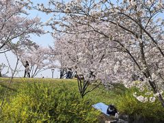 -羊山湖公园
