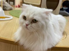 -猫和宫(六道口店)