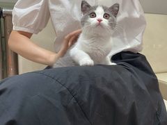 -lincat·猫舍(广州店)