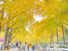 -三里屯东五街银杏大道