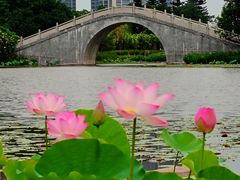 -映月湖公园