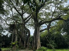 -瑞丽独树成林风景区