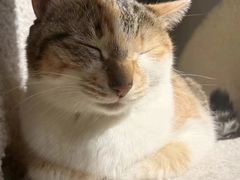 -伟伟宠物医院·CT影像中心·瑞派犬猫综合性门诊(汉口总院)