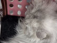 -纳吉亚猫专科动物诊疗中心(蒋宅口分院)