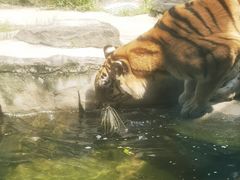 -深圳野生动物园