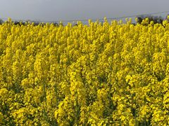 -中国天府农业博览园