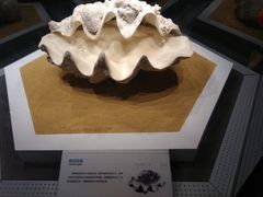 -贝林大翅鲸简餐厅(国家海洋博物馆店)