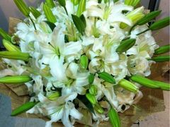 -静岸花卉园艺(三星坊店)