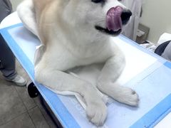 -美联众合动物医院·24h转诊中心