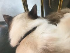 -喵喵咪呀布偶猫咖(春熙路店)