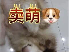 -思琪宠物医院(昆山花桥店)