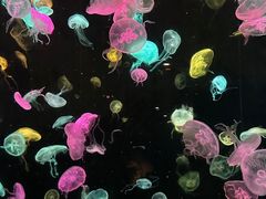 -珠海长隆海洋王国