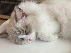-有喵·猫咖·狗咖·30几只猫10只小狗(岗厦店)