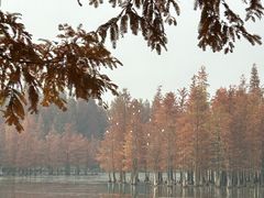 -白鹭湾湿地公园
