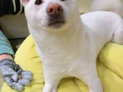 -逗柴咖啡屋·狗咖猫咖宠物桌游