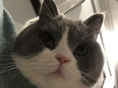 -柚子猫舍·精品猫舍购猫·猫咪认养·购宠·宠物店