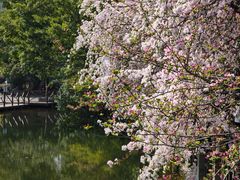 -棠湖公园