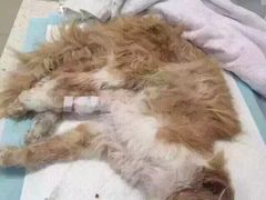 盛京一禾-盛京一禾