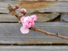 -天津东丽湖风景区