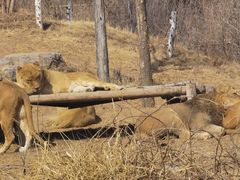 -北京野生动物园
