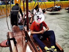 -青岛嘉年华主题乐园