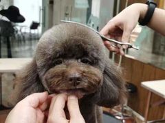 -鑫艺宠物美容培训学校