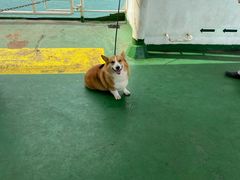 -粤海铁路北港码头