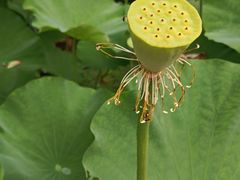 -苏州香山国际大酒店