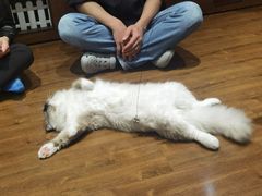 -绒爪撸猫下午茶·猫咖