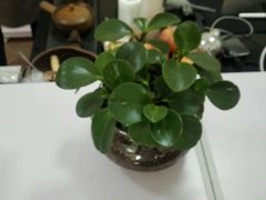 -青春加萌照相馆