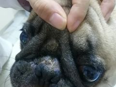 -艾贝尔宠物诊疗