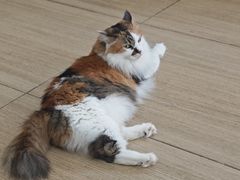 -是阿柴呀！柴犬咖啡·爱喵喵猫咖