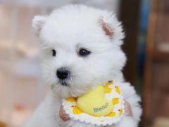 -翊宠yipet猫狗购宠庄园犬舍•猫舍