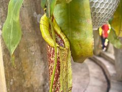 -中国科学院西双版纳热带植物园