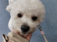 -顺强宠物诊所·狂犬免疫·夜诊·骨科(嘉定店)