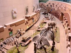 -陕西自然博物馆