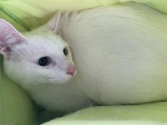 -艾贝尔宠物诊疗