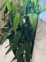 -王妃SPA·美容·科技抗衰