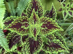 -西双版纳原始森林公园