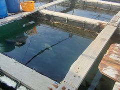 -蓝湾碧波·老字号·疍家非遗海上餐厅