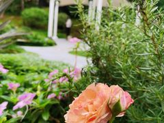 -深圳国际园林花卉博览园