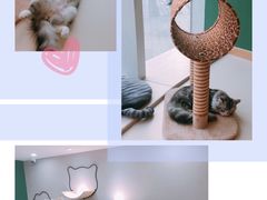 -飞行喵MR PILOT|猫舍·猫咖(静安大融城店)