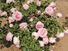 -羊亭河湿地公园