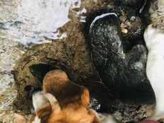 -碓臼峪自然风景区