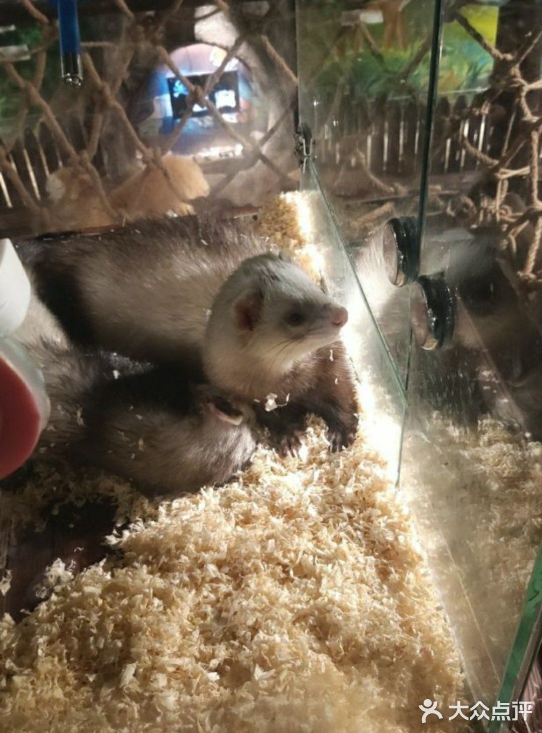 小动物们我们来啦