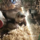小动物们我们来啦