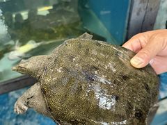 -品鲜村农家菜·阳澄湖大闸蟹(总店)
