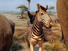 -陕西自然博物馆